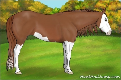 Horse Color:Chestnut Splash