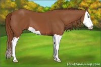 Horse Color:Chestnut Splash 