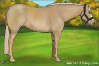 Horse Color:Palomino 