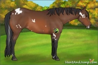Horse Color:White Spotted Bay