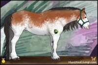 Horse Color:White Spotted Bay Splash 