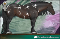Horse Color:White Spotted Brown 