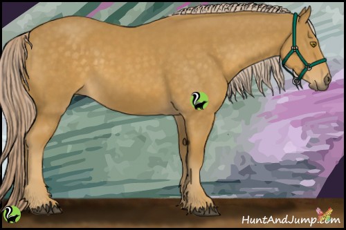 Horse Color:Palomino