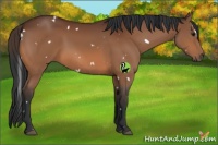 Horse Color:White Spotted Bay 