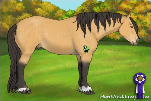 Horse Color:Buckskin 