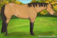 Horse Color:Buckskin Roan 