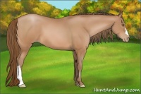 Horse Color:Bay Pearl 