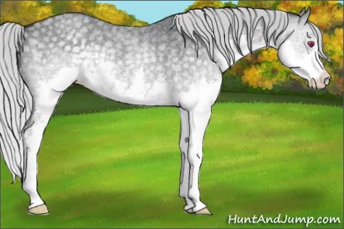 Horse Color:Silver Smoky Blue Chinchilla Roan Splash 