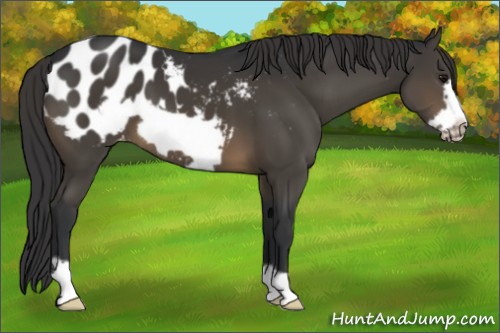 Horse Color:Brown Frame Appaloosa 