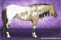 Horse Color:White Spotted Liver Red Dun Snowcap Rabicano 