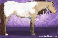 Horse Color:White Spotted Amber Champagne Dun Near Fewspot