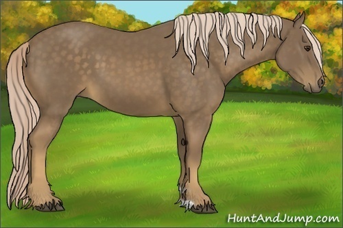 Horse Color:Chocolate Palomino 