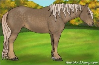Horse Color:Chocolate Palomino
