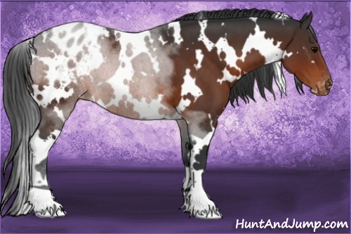 Horse Color:White Spotted Brown Appaloosa 