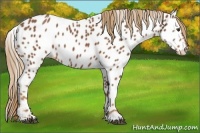 Horse Color:Chestnut Appaloosa