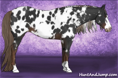 Horse Color:White Spotted Liver Chestnut Frame Appaloosa 