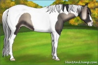 Horse Color:Blue Onyx Tobiano Appaloosa