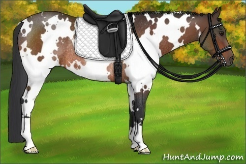 Horse Color:White Spotted Bay Rabicano