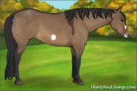 Horse Color:Brown Dun Frame 