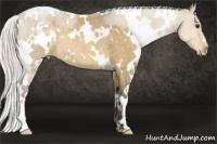 Horse Color:White Spotted Silver Buckskin Dun Appaloosa Rabicano 