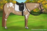 Horse Color:White Spotted Red Dun 