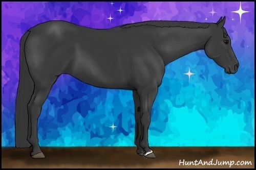 Horse Color:Smoky Black 