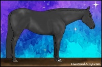 Horse Color:Smoky Black