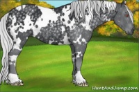 Horse Color:White Spotted Silver Black Chinchilla Rabicano