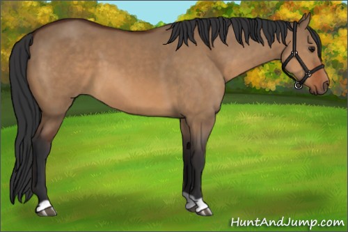 Horse Color:Bay Dun 