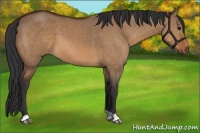 Horse Color:Bay Dun 
