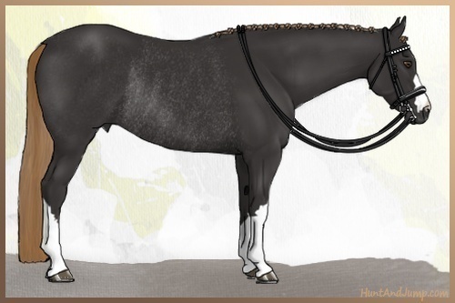Horse Color:Liver Chestnut Rabicano