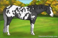 Horse Color:Smoky Black Splash Appaloosa