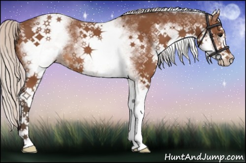 Horse Color:White Spotted Silver Bay Rabicano 