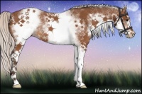 Horse Color:White Spotted Silver Bay Rabicano