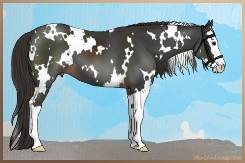 Horse Color:White Spotted Liver Chestnut Splash