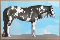 Horse Color:White Spotted Liver Chestnut Splash 