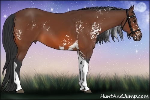 Horse Color:White Spotted Bay Tobiano