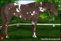 Horse Color:White Spotted Liver Chestnut 