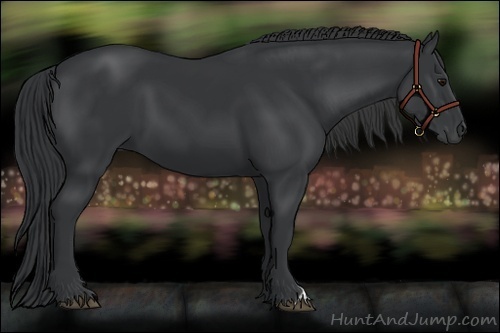 Horse Color:Black 