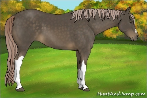 Horse Color:Chocolate Palomino 