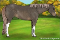 Horse Color:Chocolate Palomino 