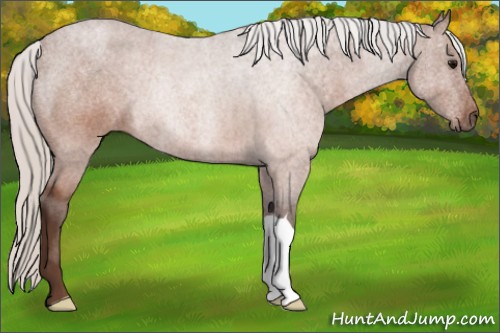Horse Color:Silver Brown Roan