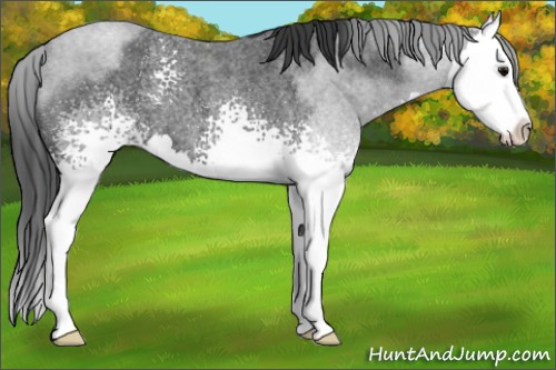 Horse Color:White Spotted Blue Roan Splash