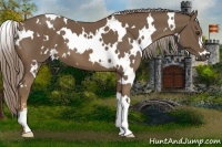 Horse Color:White Spotted Chocolate Palomino