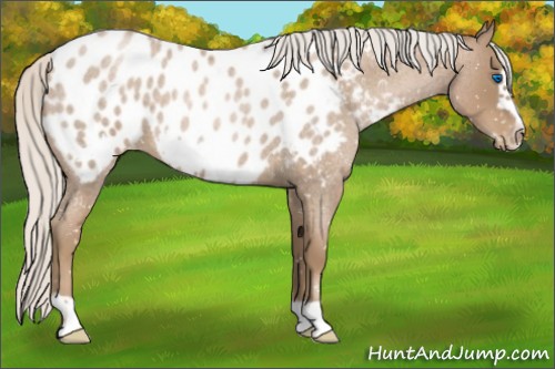 Horse Color:Silver Blue Roan Pearl Frame Appaloosa 