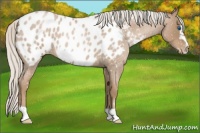 Horse Color:Silver Blue Roan Pearl Frame Appaloosa 