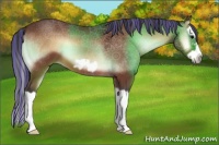 Horse Color:Painted Bay Onyx Splash Frame 