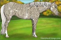 Horse Color:White Spotted Silver Classic Cream Champagne Ice
