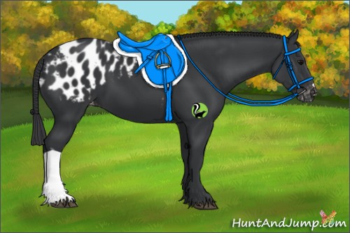 Horse Color:Black Appaloosa 