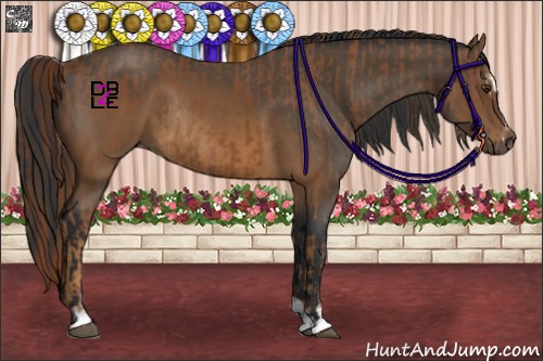 Horse Color:Chestnut  and Brown Sabino Rabicano 